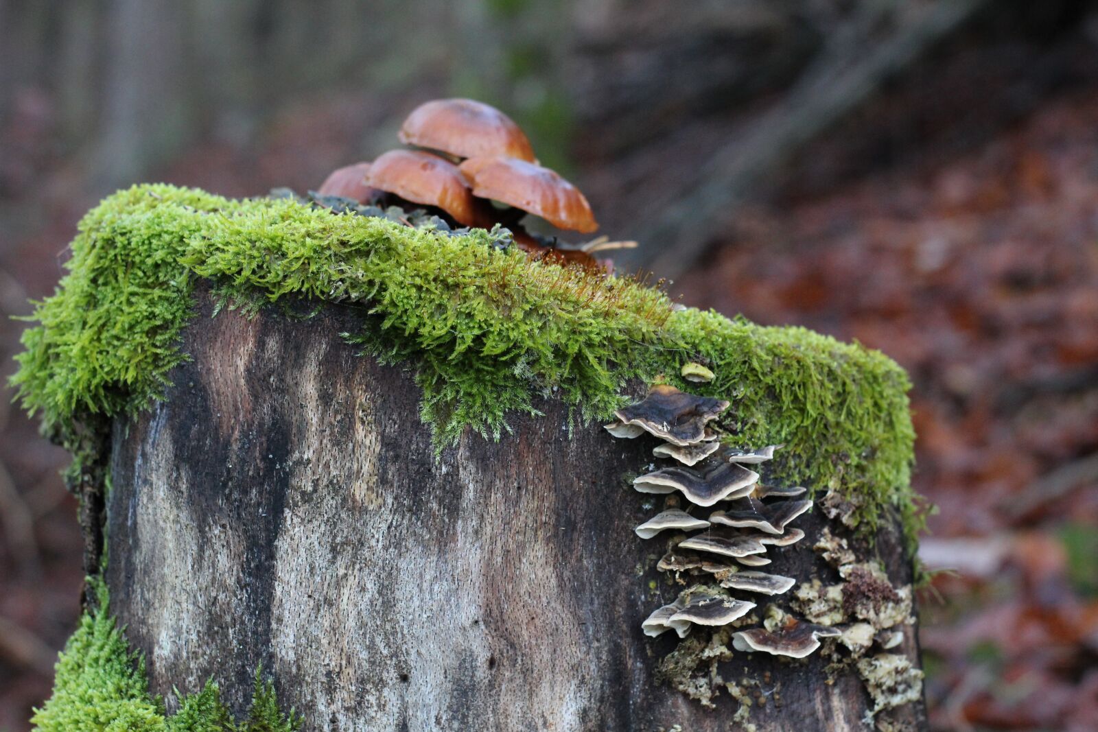 Canon EOS 1300D (EOS Rebel T6 / EOS Kiss X80) sample photo. Mushroom, tree stump, moss photography
