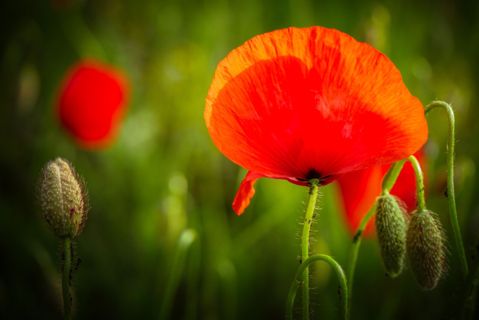 Panasonic Lumix DMC-GX8 sample photo. Poppy, red, klatschmohn photography