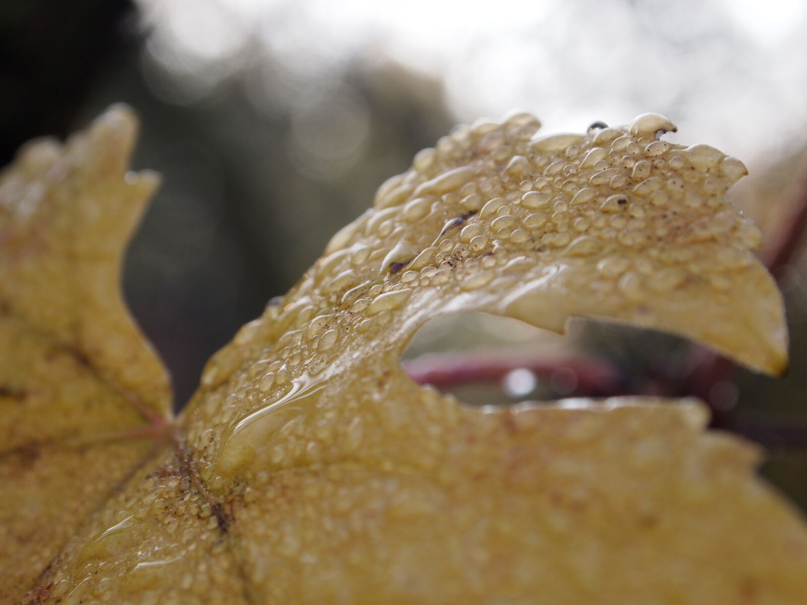 Olympus PEN E-PL1 sample photo. Autumn, dew, dewdrops, fall photography