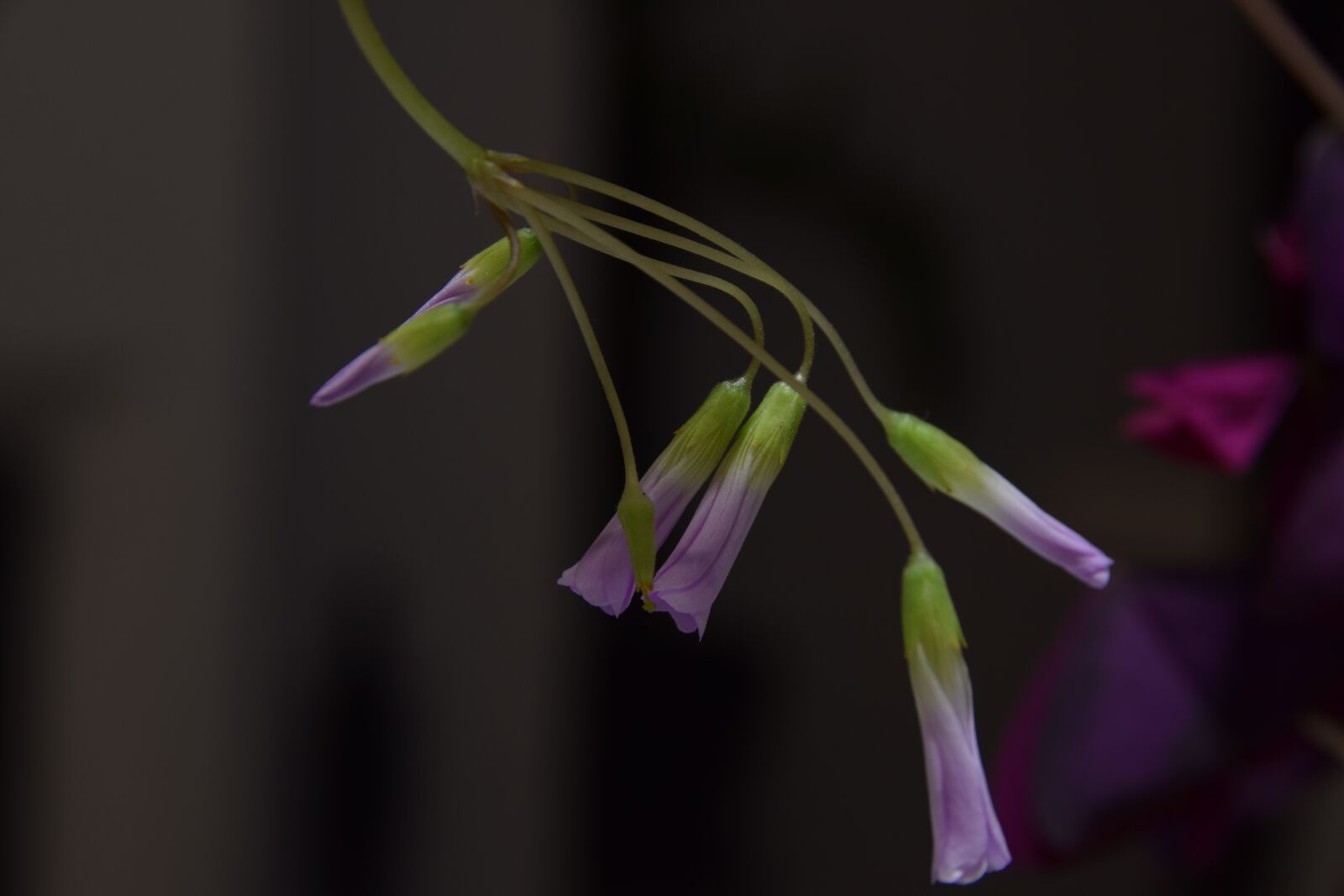 Nikon D5300 sample photo. Flower, plant, autumn photography