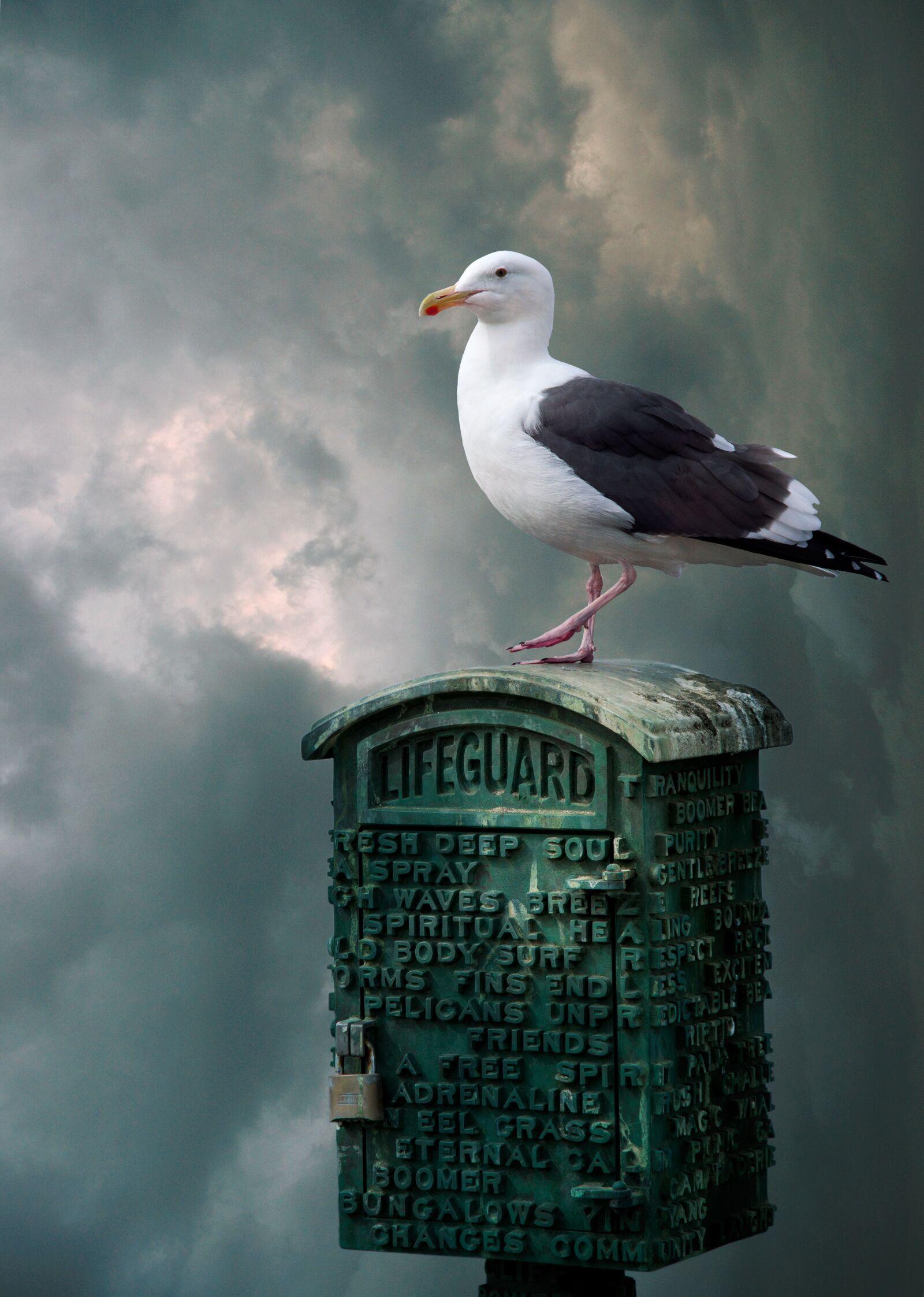 Pentax K-3 II sample photo. Seagull, bird, sky photography