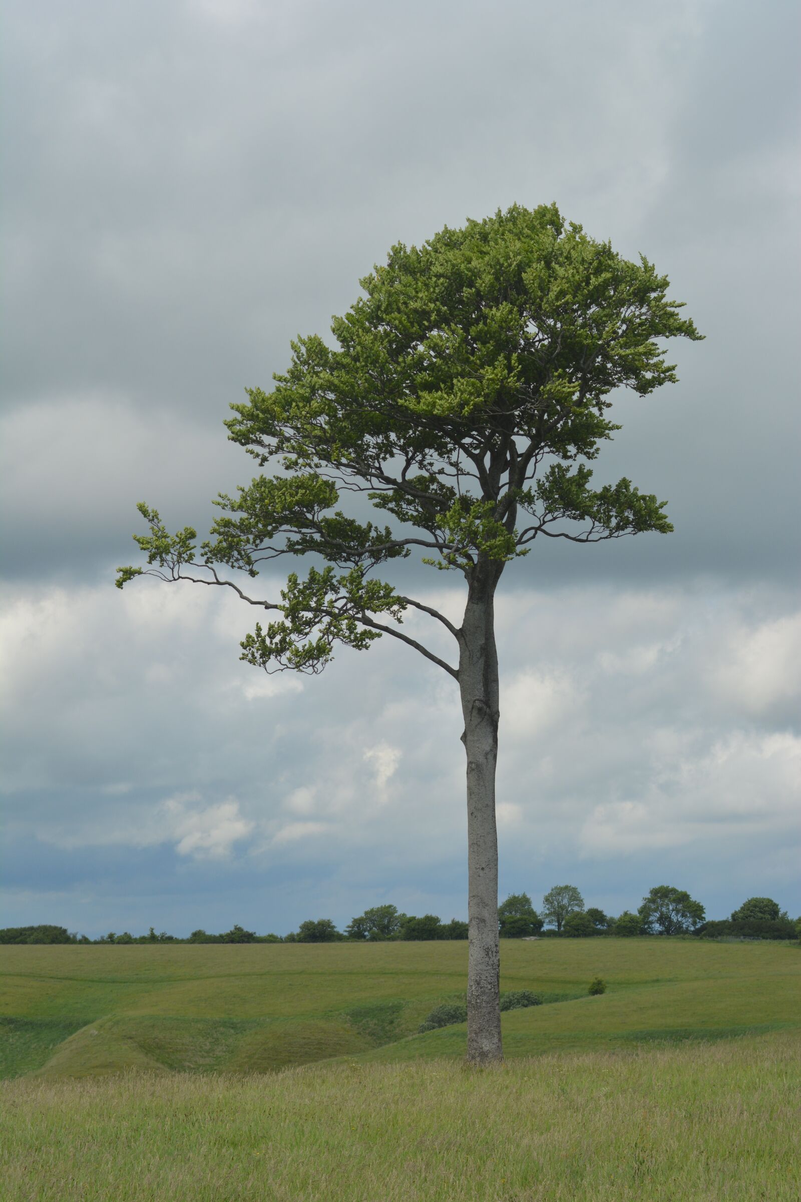 Nikon D5200 sample photo. Tree, alone, lonely photography