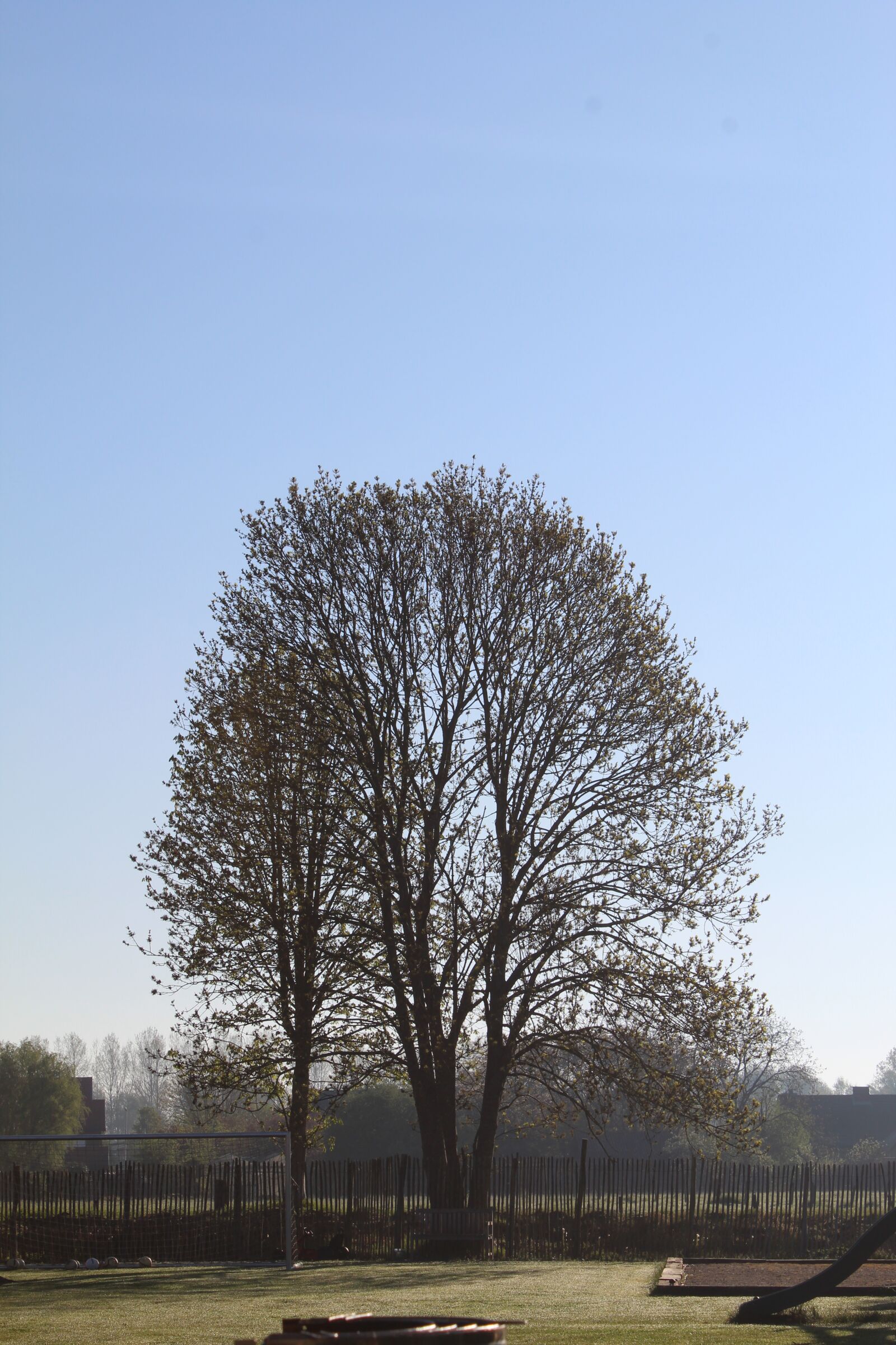 Canon EOS 1300D (EOS Rebel T6 / EOS Kiss X80) sample photo. Nature, tree, green photography