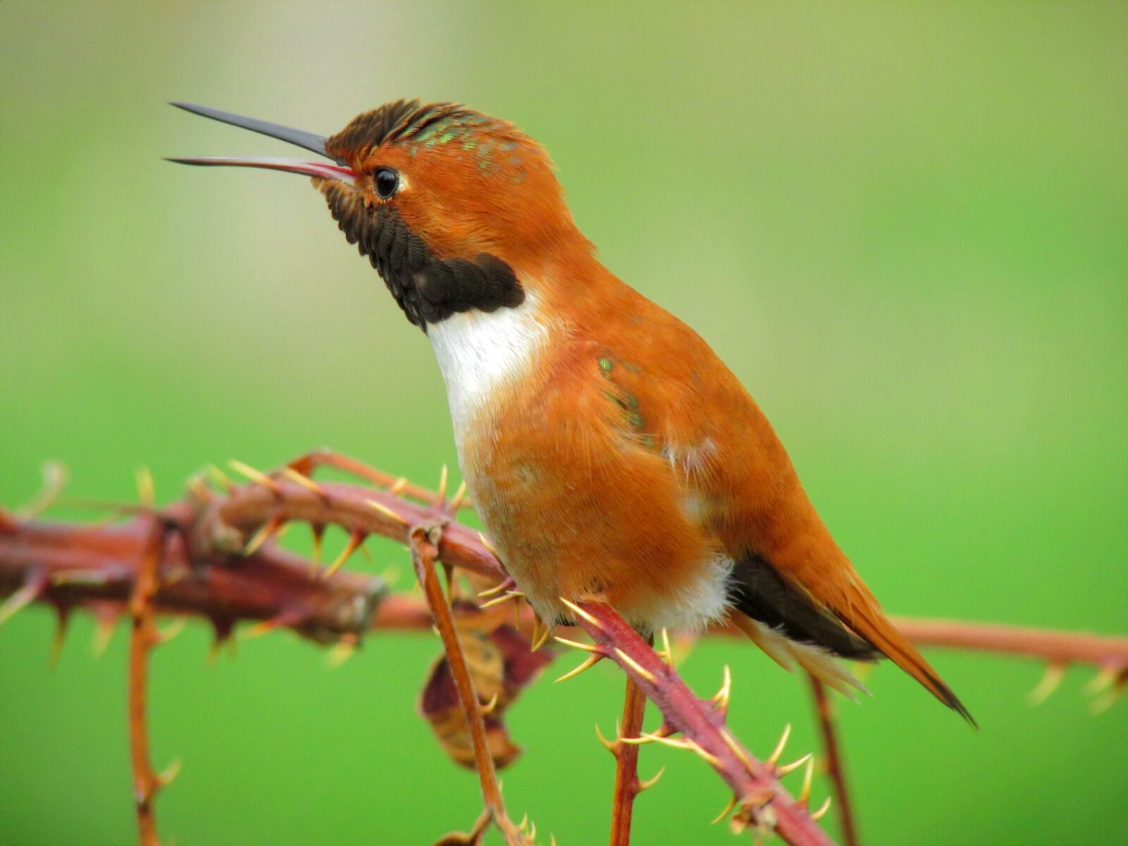 Canon PowerShot SX500 IS sample photo. Rufous hummingbird, hummingbird, bird photography