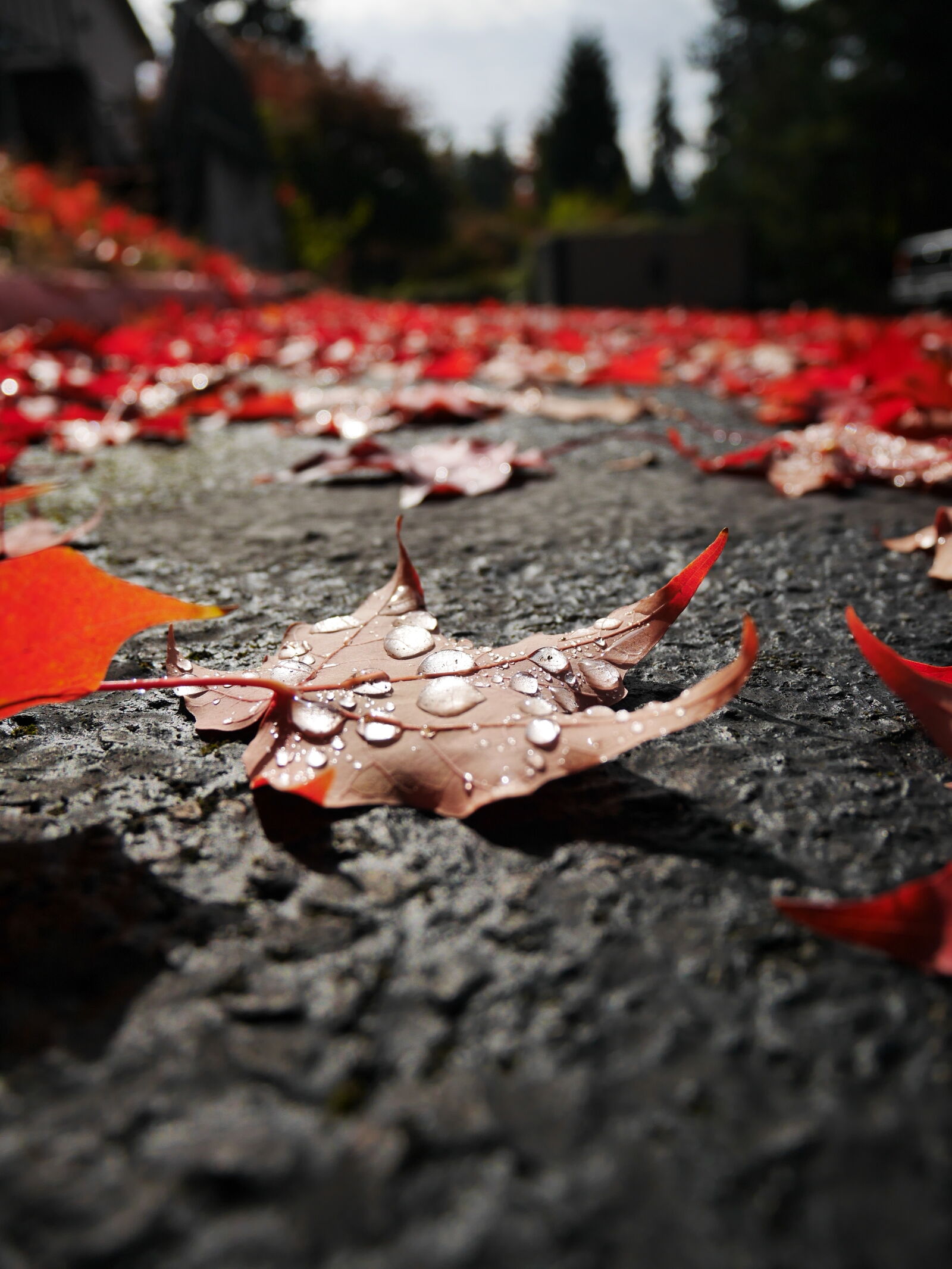 Panasonic Lumix G Vario HD 12-32mm F3.5-5.6 Mega OIS sample photo