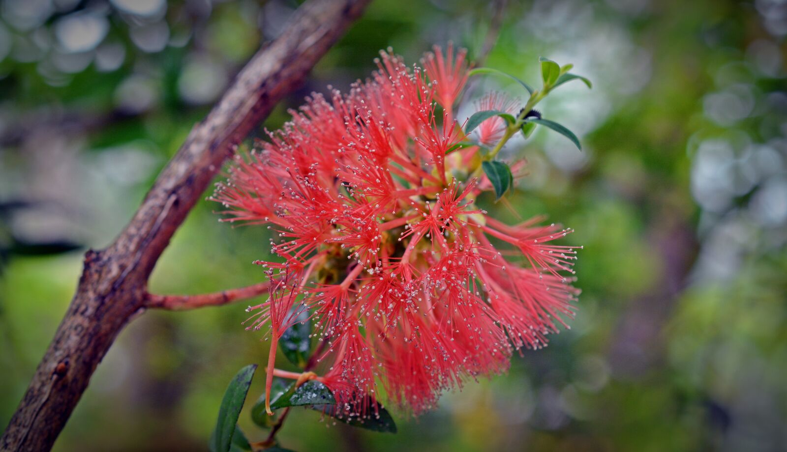 Nikon D5200 sample photo. Myrtaceae, myrtle plant, red photography