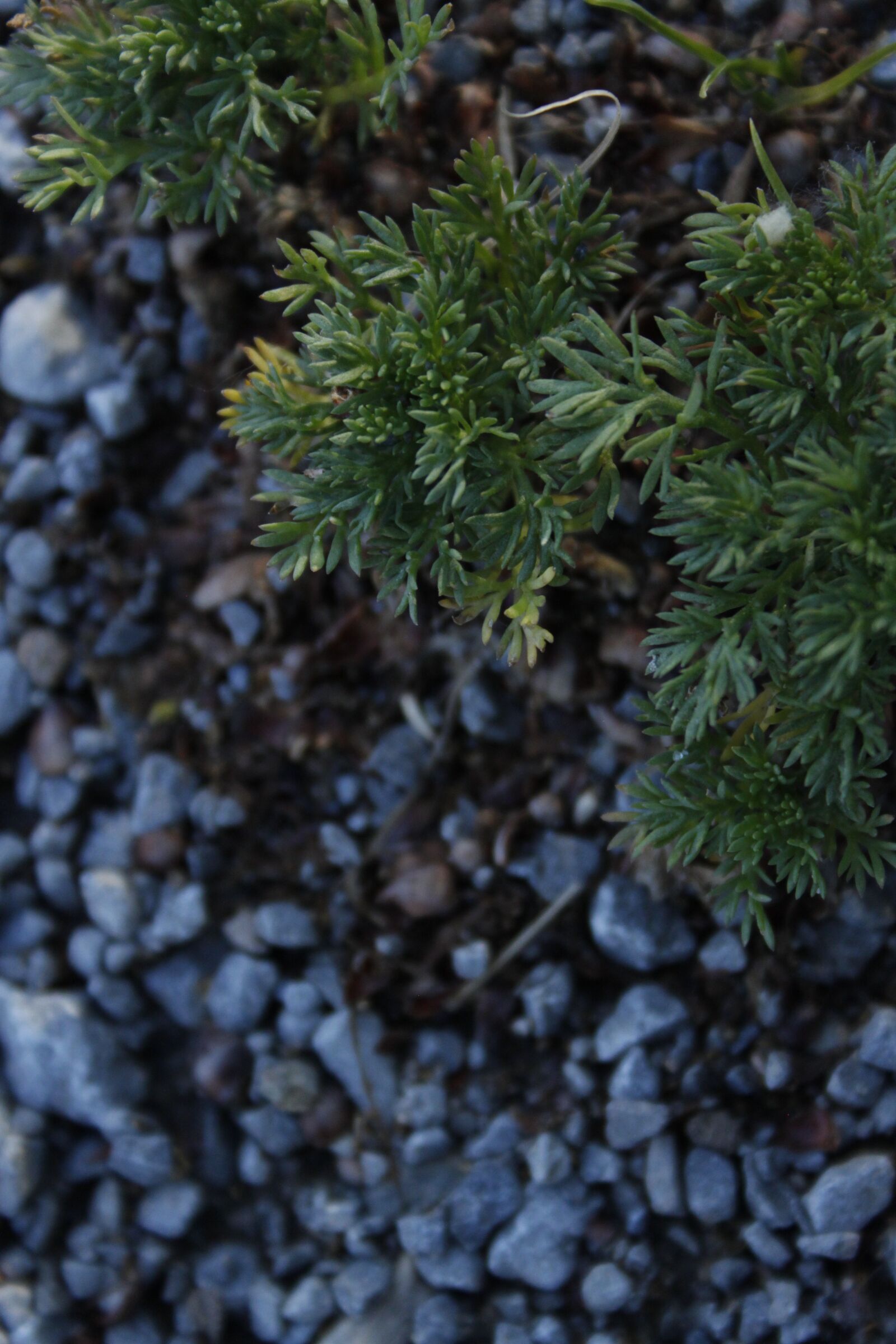 Canon EOS 500D (EOS Rebel T1i / EOS Kiss X3) sample photo. Makro, rocks, nature photography