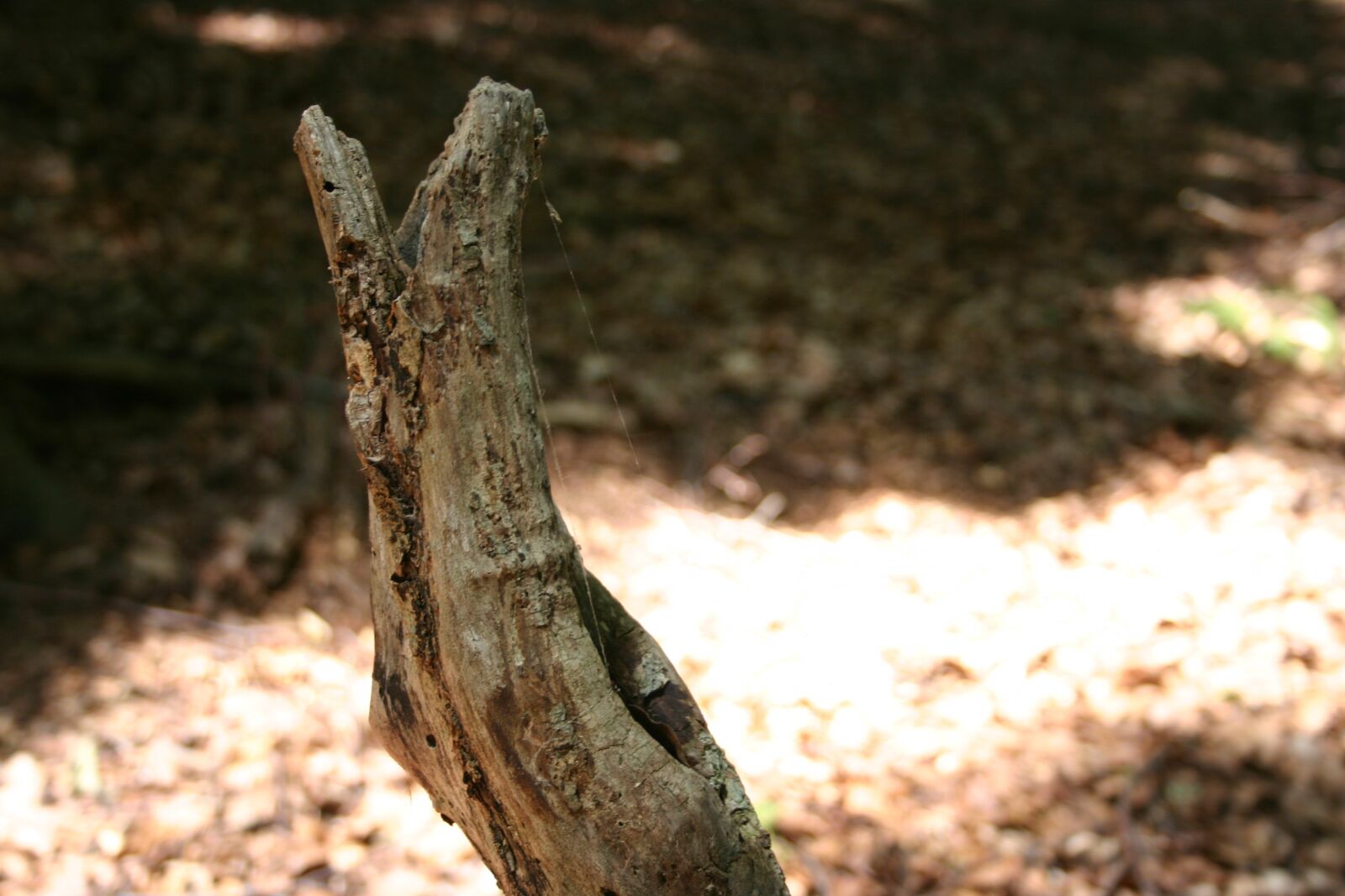 Canon EOS 300D (EOS Digital Rebel / EOS Kiss Digital) sample photo. Forest, branch, floor photography