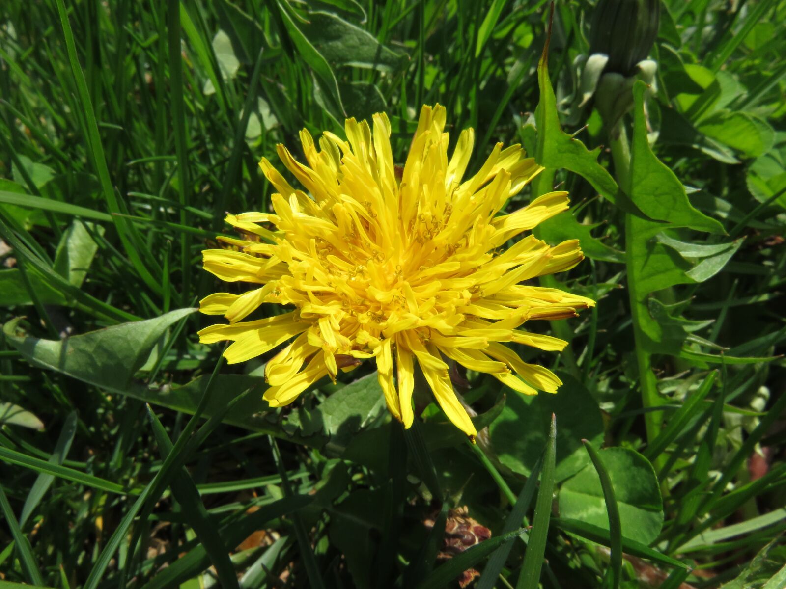 Canon PowerShot SX710 HS sample photo. Weed, dandelion, yellow photography