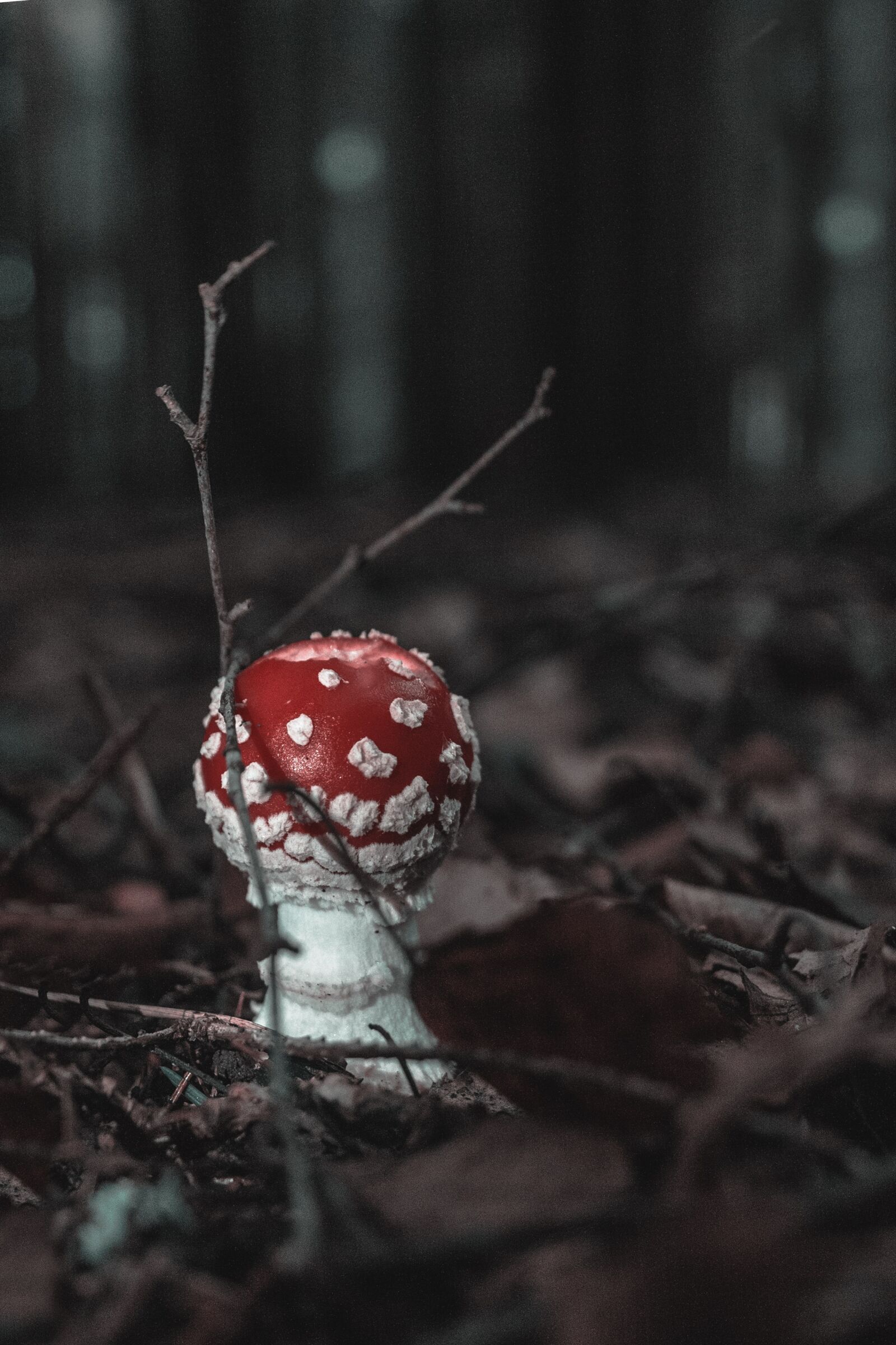 Canon EF-S 18-55mm F3.5-5.6 II sample photo. Nature, wood, outdoors photography