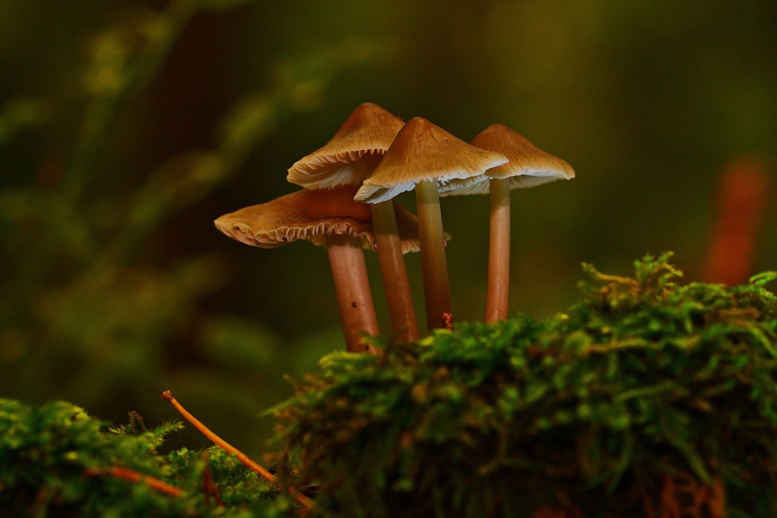 Nikon D5200 sample photo. Mushrooms, forest, tree stump photography