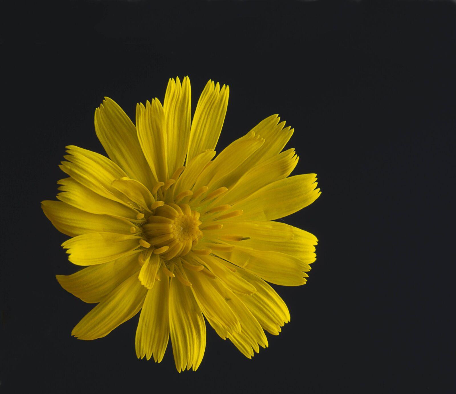 Nikon D7100 sample photo. Yellow, flower, flowers photography