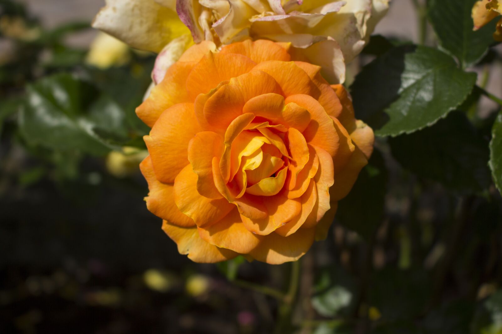 Canon EOS 60D + Canon EF-S 18-55mm F3.5-5.6 IS STM sample photo. Rose, flower, nature photography