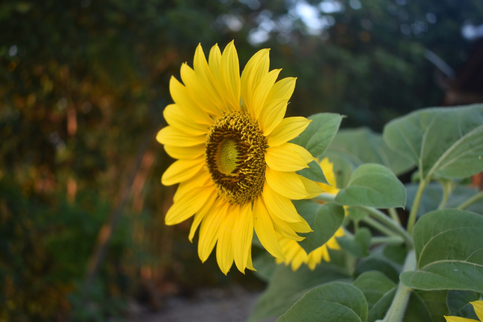Nikon D3400 sample photo. Sun flower, flower, yellow photography