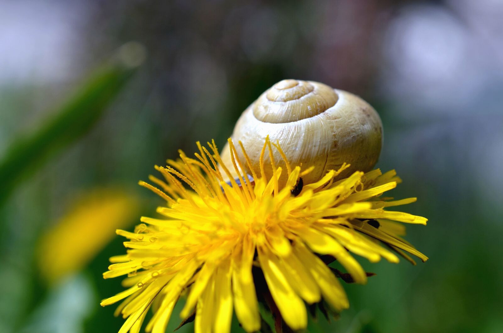 Nikon D5100 sample photo. Dandelion, plant, flower, snail photography