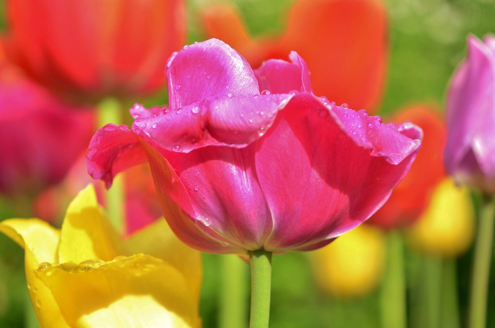 Nikon D7000 sample photo. Tulip, flower, spring photography
