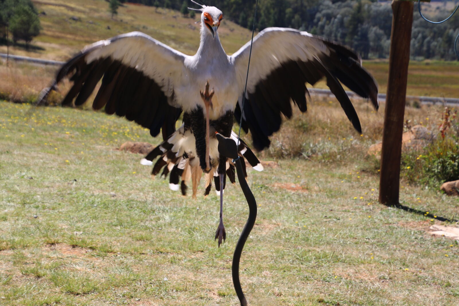 Canon EOS 7D Mark II sample photo. Be, careful, bird, bird photography