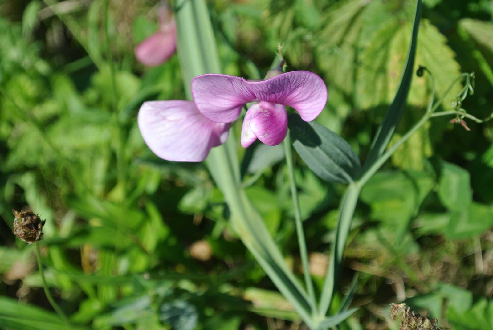 Nikon 1 J1 sample photo. Frauenschuh, blossom, bloom photography