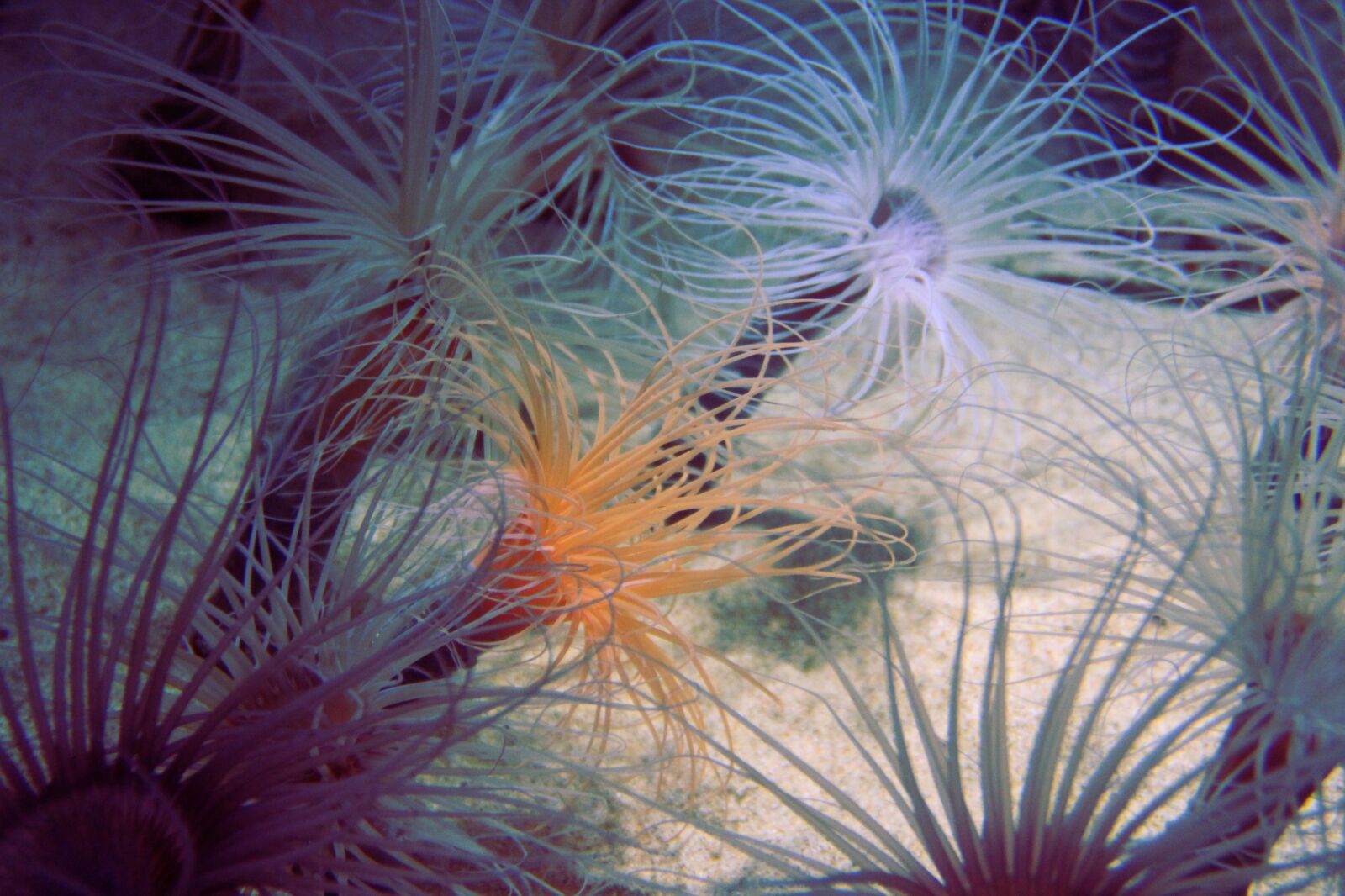 Canon EOS 1200D (EOS Rebel T5 / EOS Kiss X70 / EOS Hi) sample photo. Sea anemone, jellyfish, aquarium photography