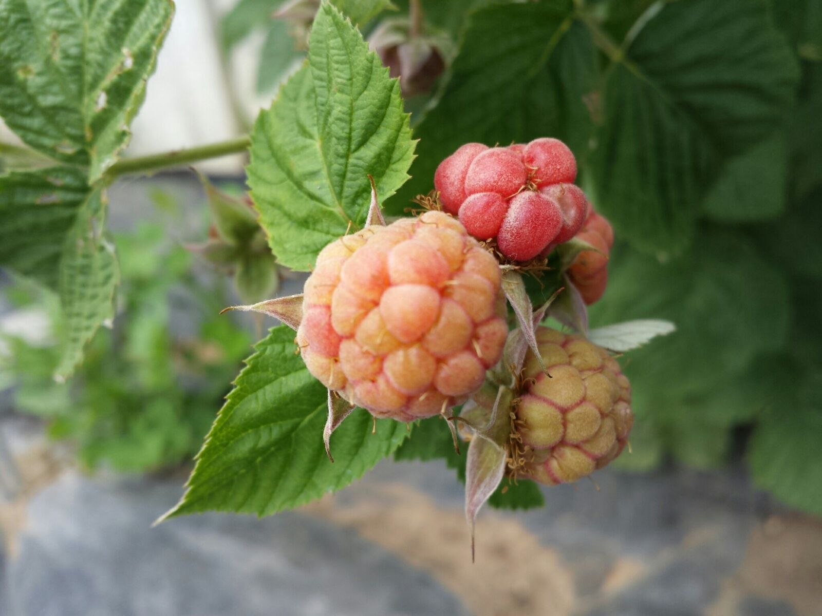 Samsung Galaxy S4 sample photo. Bush, fruits, raspberry, ripening photography