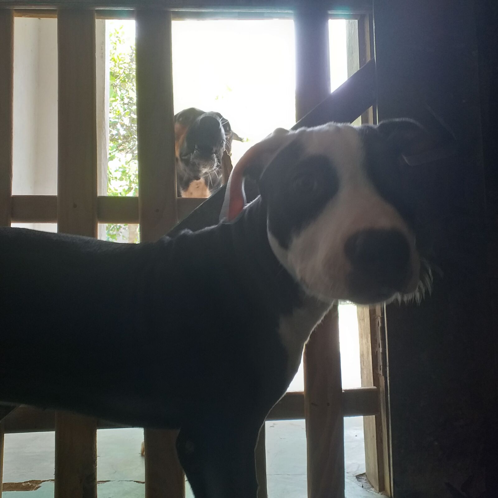 Samsung Galaxy J4+ sample photo. Pitbull, pet, bog photography