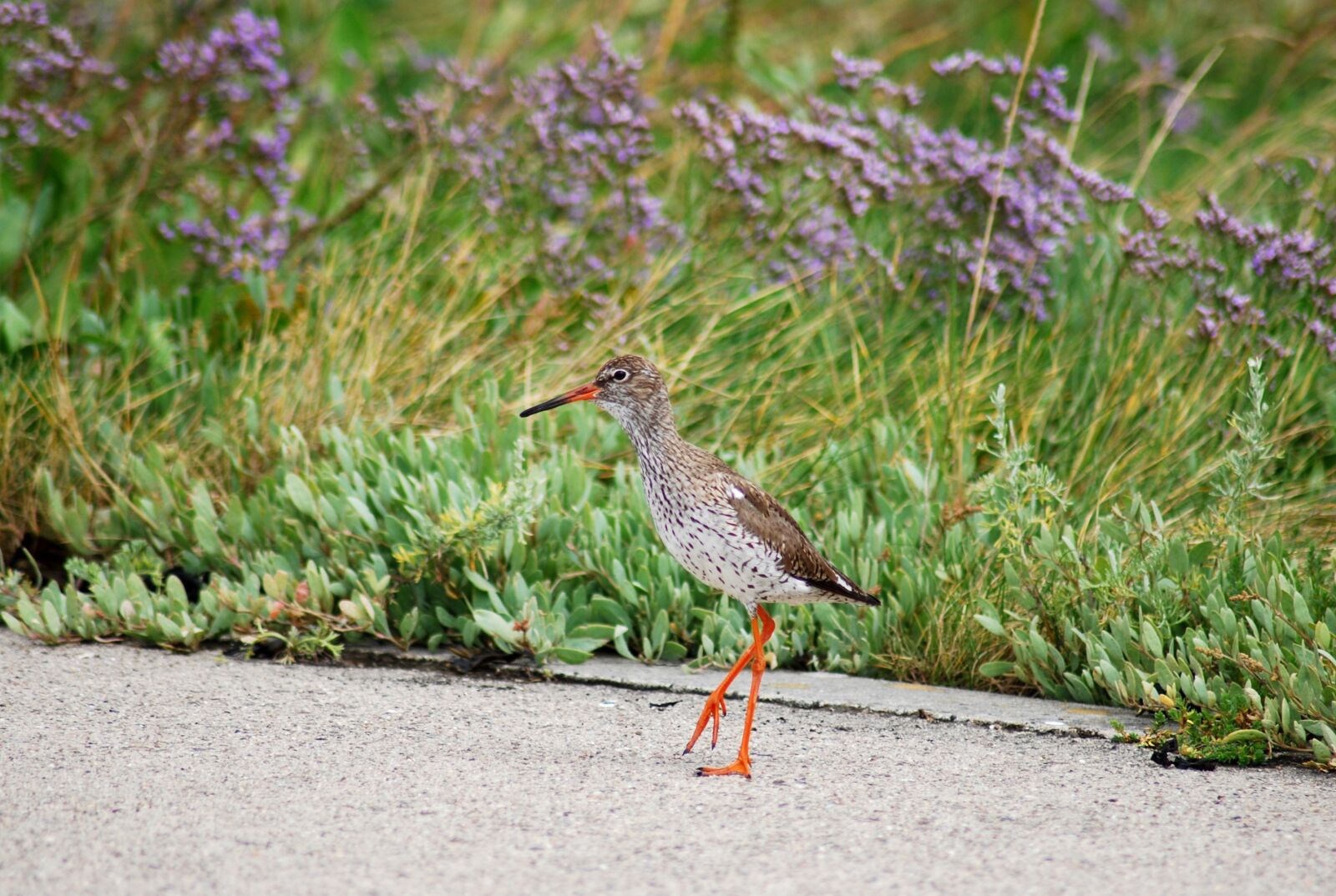 Nikon D60 sample photo. Bird, birds, redshank photography