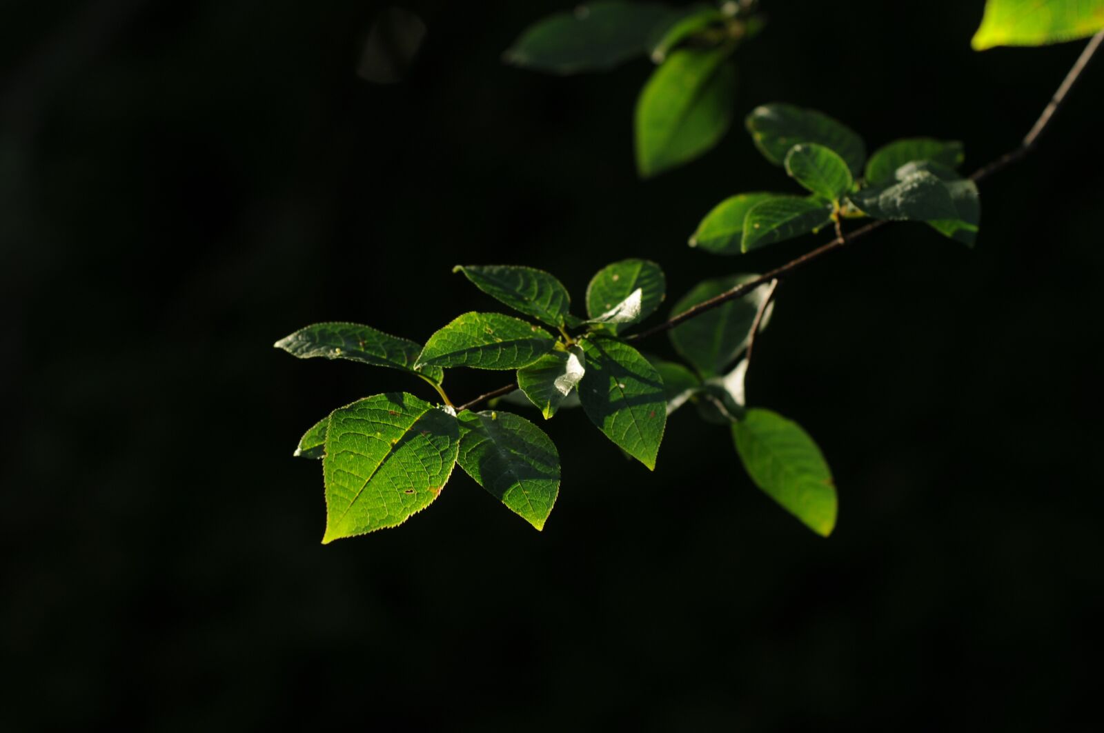 Nikon D300S sample photo. Leaves, green, wood photography