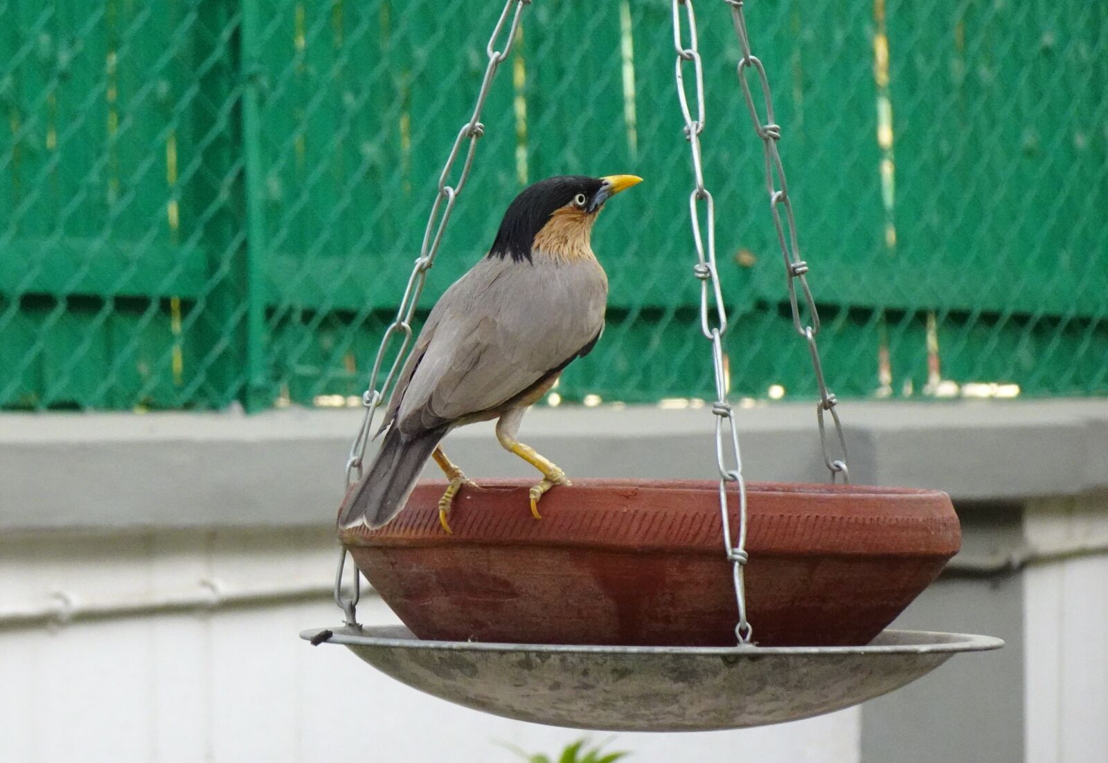 Sony DSC-WX800 sample photo. Bird, myna, mynah photography