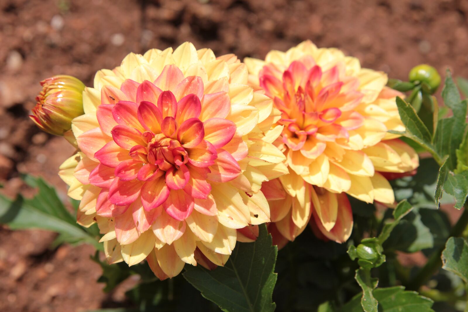 Canon EOS 550D (EOS Rebel T2i / EOS Kiss X4) sample photo. Dahlia's, star flowers, garden photography