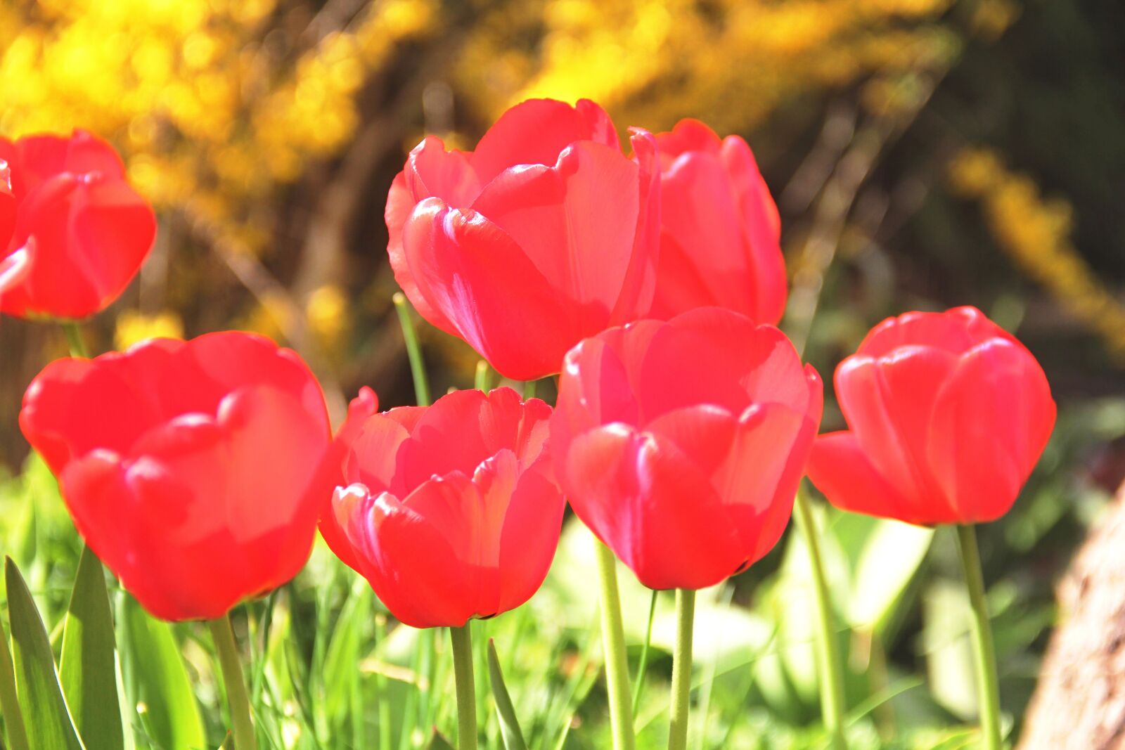 Canon EOS 550D (EOS Rebel T2i / EOS Kiss X4) sample photo. Tulip, red, flowers photography