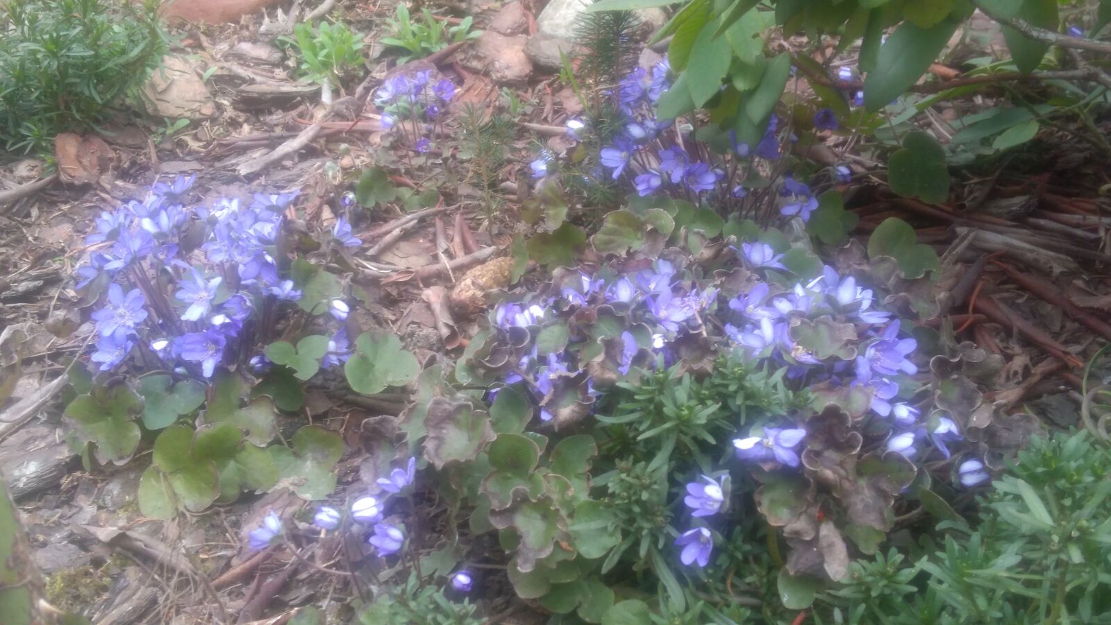 Lenovo K6 NOTE sample photo. My, spring, garden photography