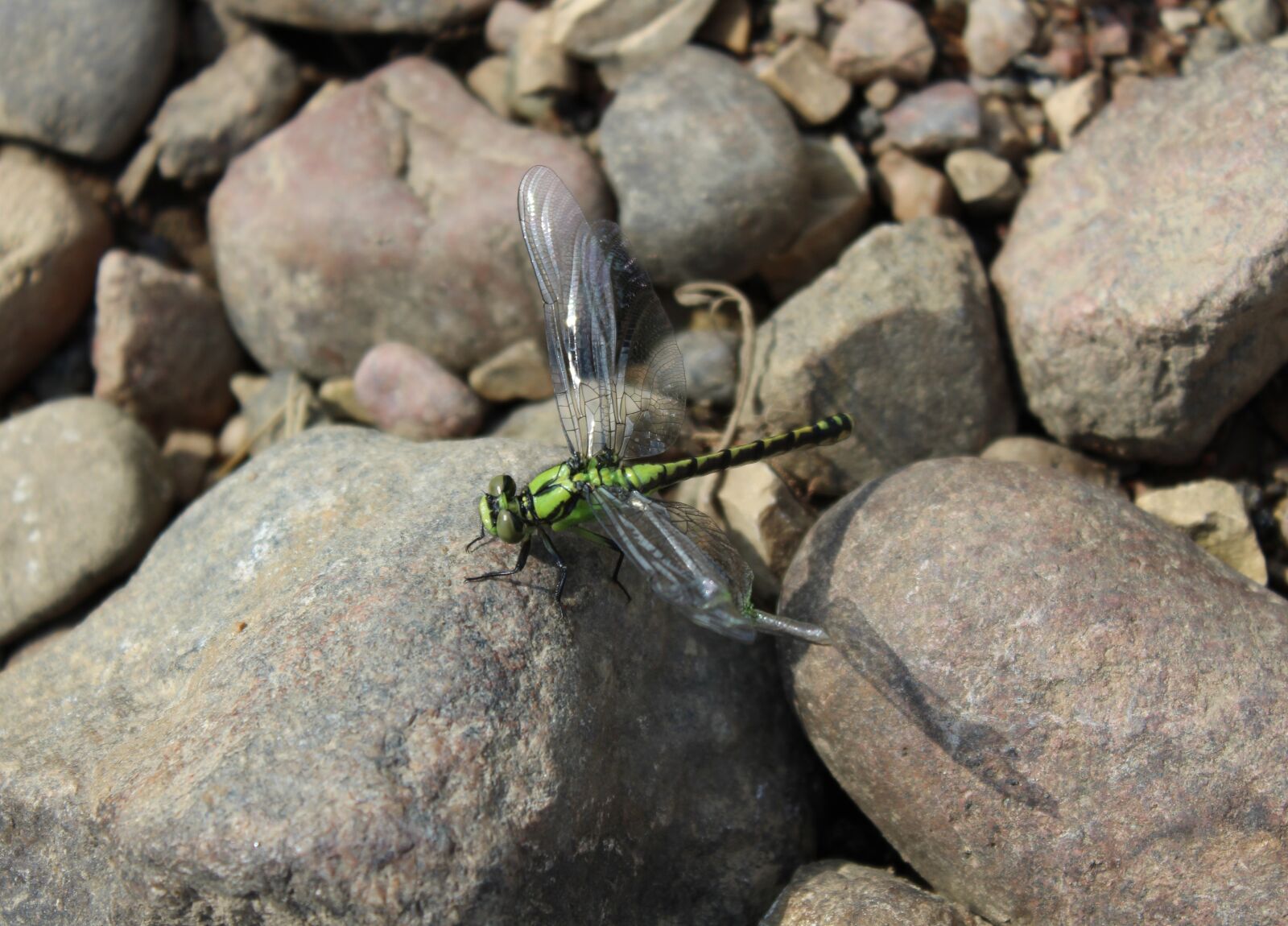 Canon EOS 1300D (EOS Rebel T6 / EOS Kiss X80) sample photo. Dragonfly, nature, stones photography