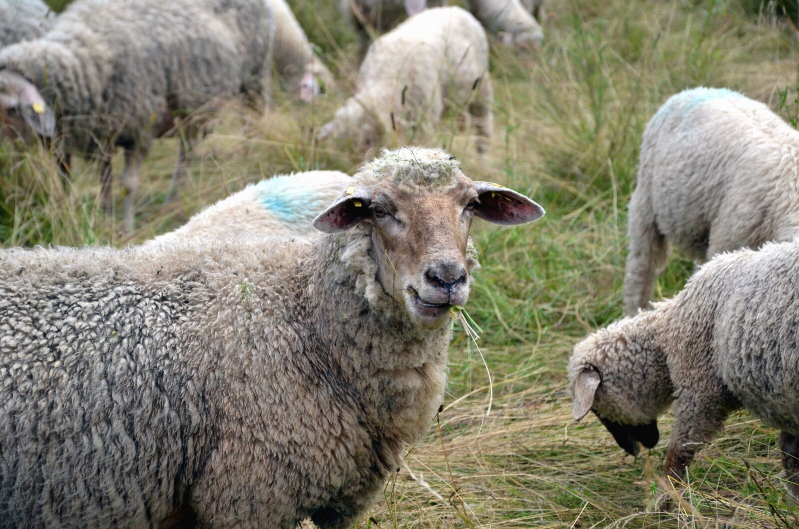 Nikon D5100 sample photo. Sheep, grass, wool, field photography