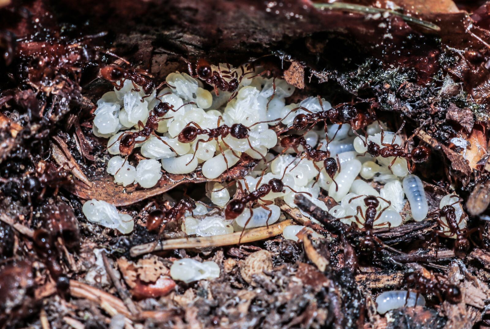 Canon EOS 760D (EOS Rebel T6s / EOS 8000D) sample photo. Nature, insect, arthropods photography