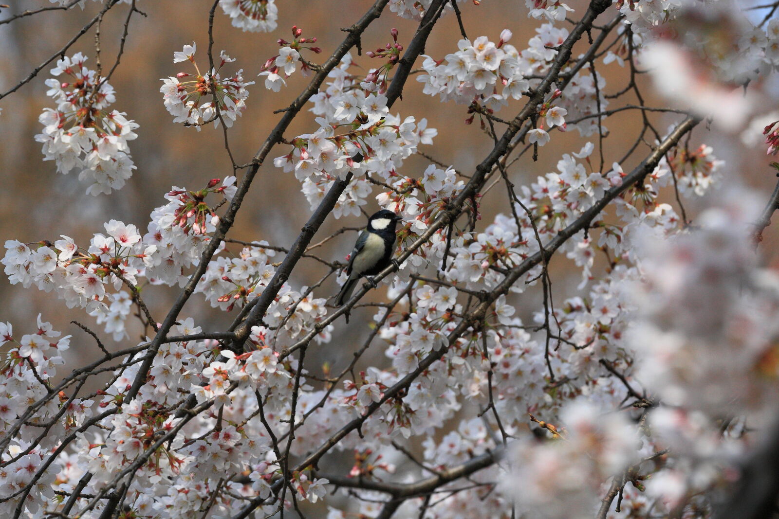 Canon EOS-1D Mark III + Canon EF 70-200mm F4L IS USM sample photo. Bird, black, blossoms, cherry photography