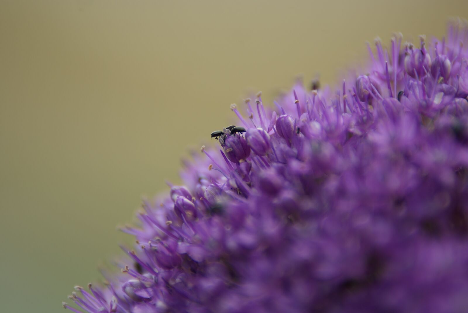Sony Alpha DSLR-A230 sample photo. Ball, violet, flower photography