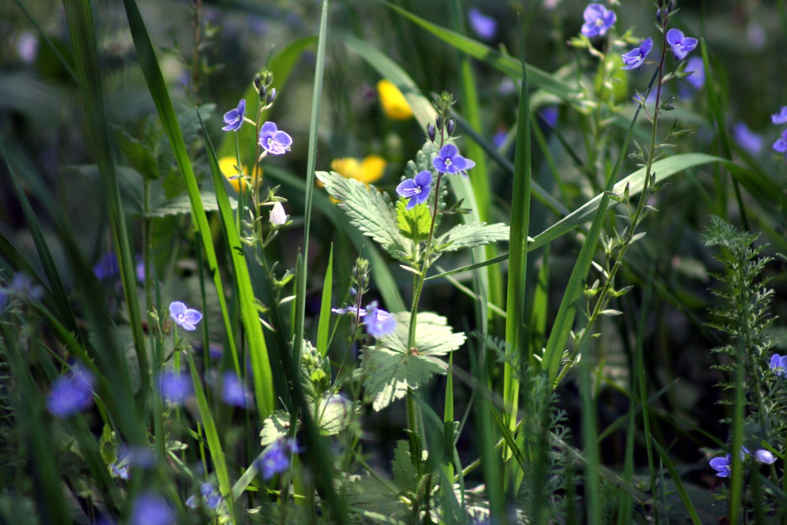 Canon EOS 400D (EOS Digital Rebel XTi / EOS Kiss Digital X) sample photo. Grass, flowers, green photography