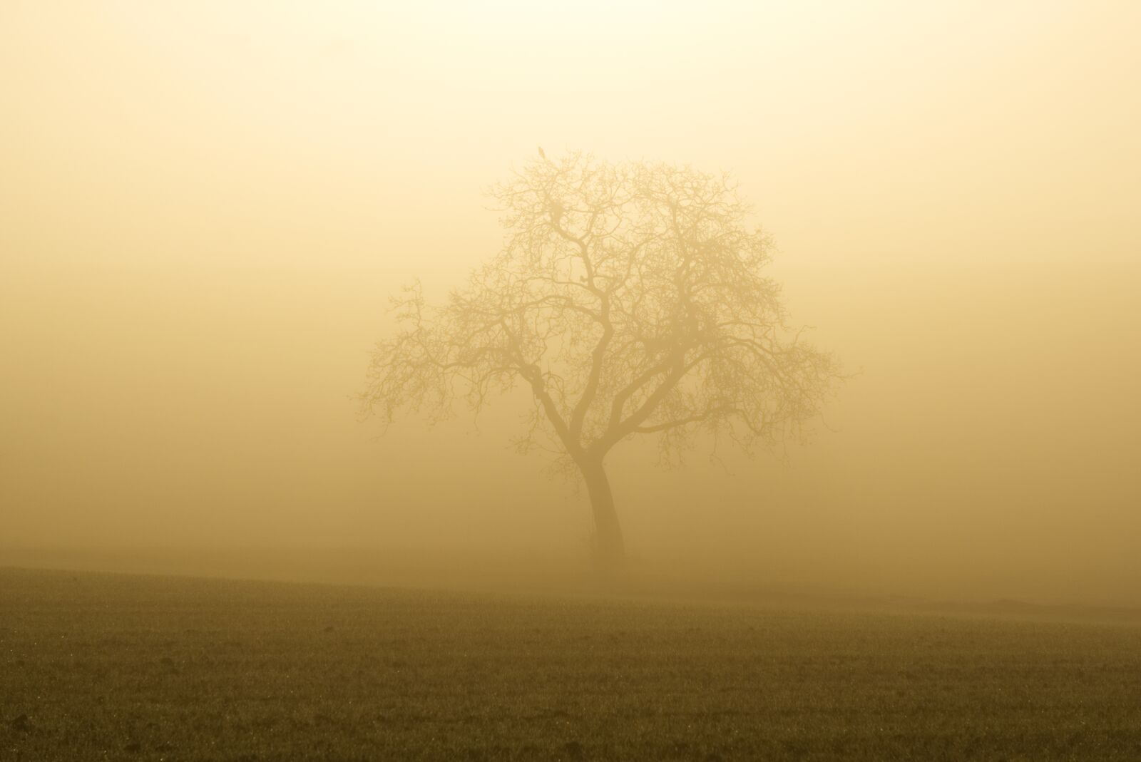 Sony a6000 sample photo. Fog, sun, trees photography