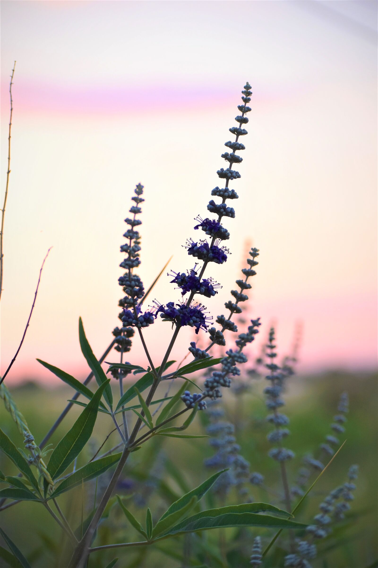 Nikon D5500 sample photo. Plant, flower, purple photography