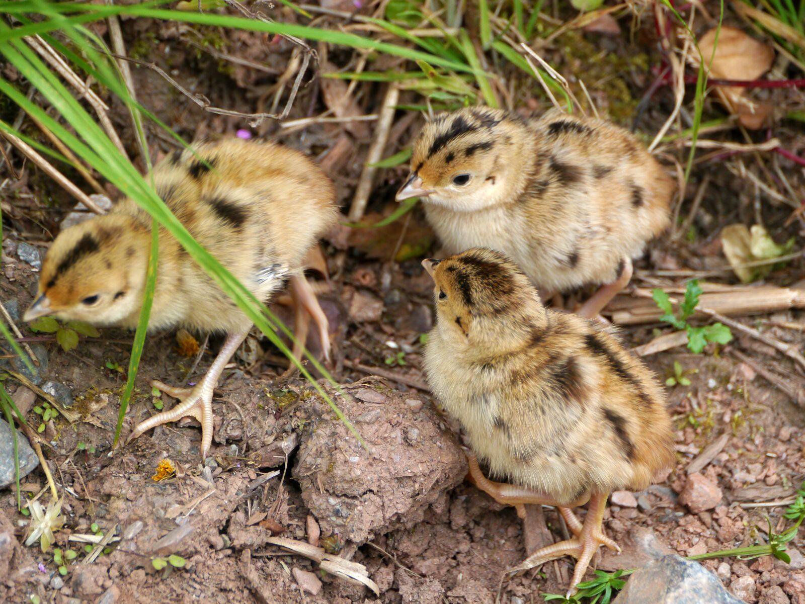 Panasonic Lumix DMC-G3 sample photo. Baby grouse, nature, rarely photography