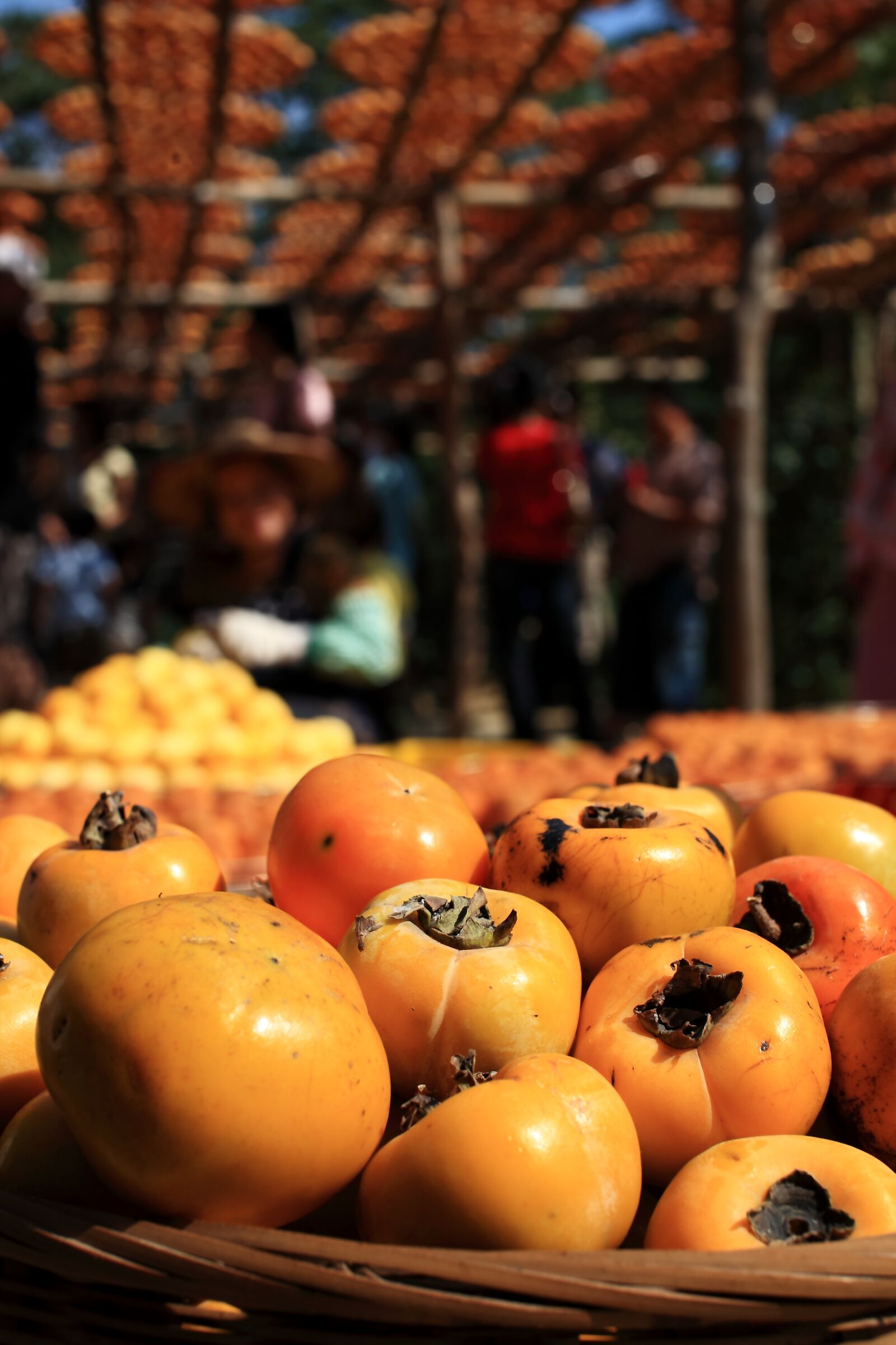Canon EOS 5D sample photo. Persimmon, taiwan persimmon, dried photography