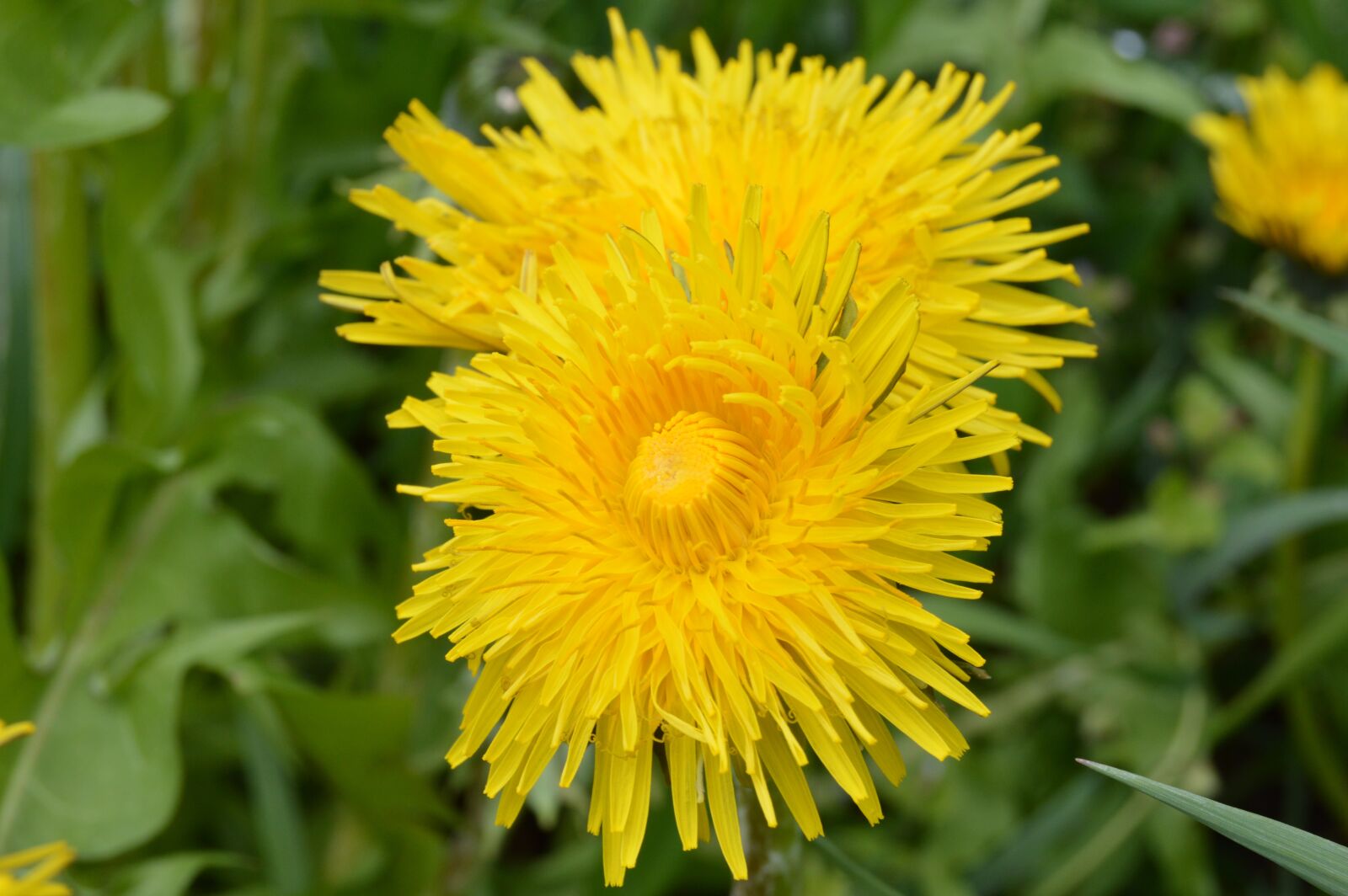Nikon D3200 sample photo. Meadow, flowers, yellow photography