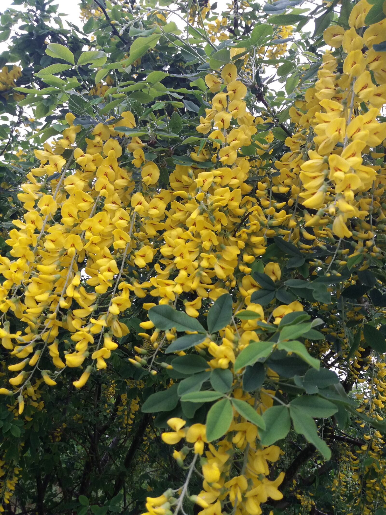 Samsung Galaxy J5(2016) sample photo. Laburnum, yellow flowers, bush photography