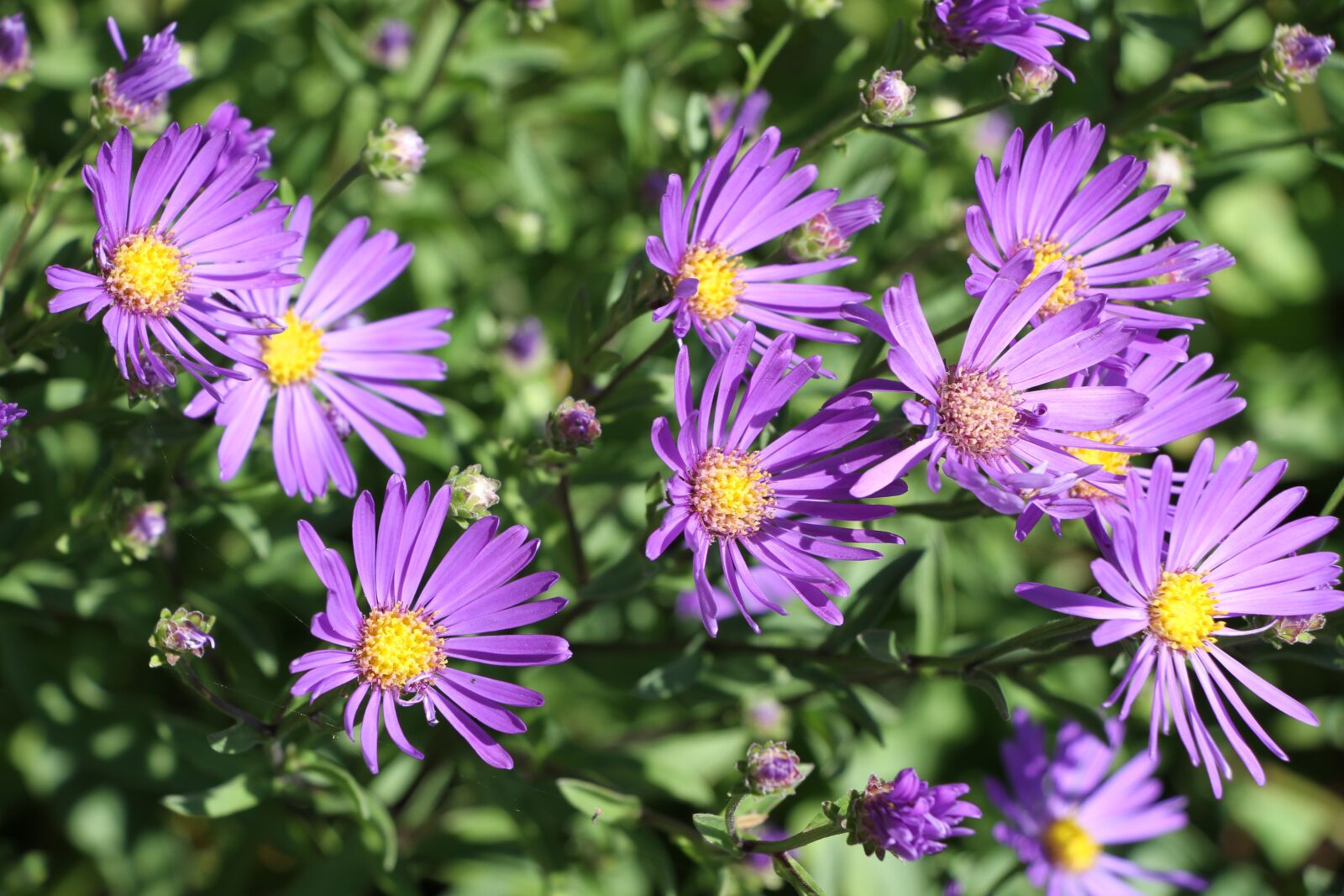 Canon EOS 7D sample photo. Flower, purple, purple flower photography