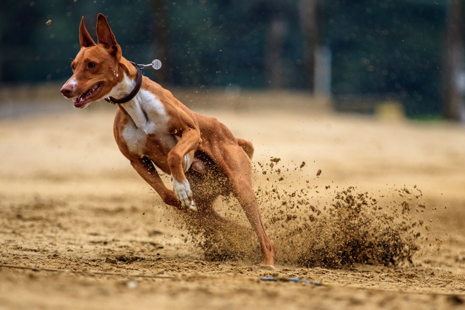 Canon EOS 80D sample photo. Dog, dog racing, animal photography