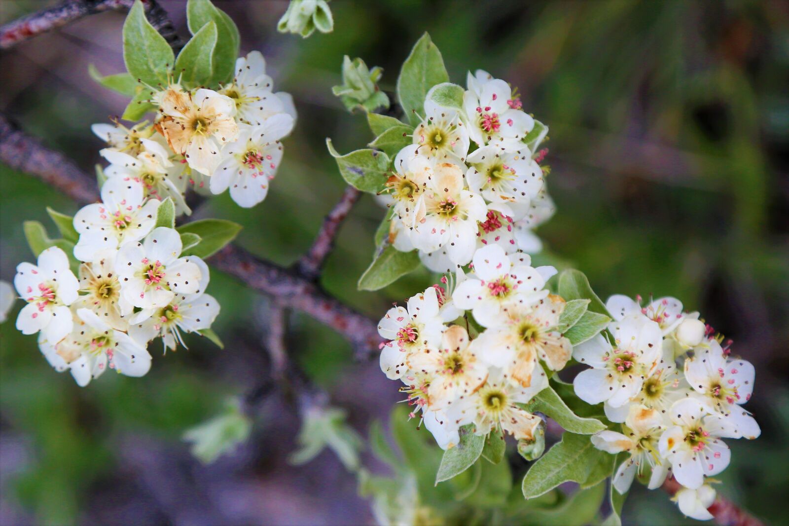 Canon EOS 5D Mark III sample photo. Flower, spring, nature photography