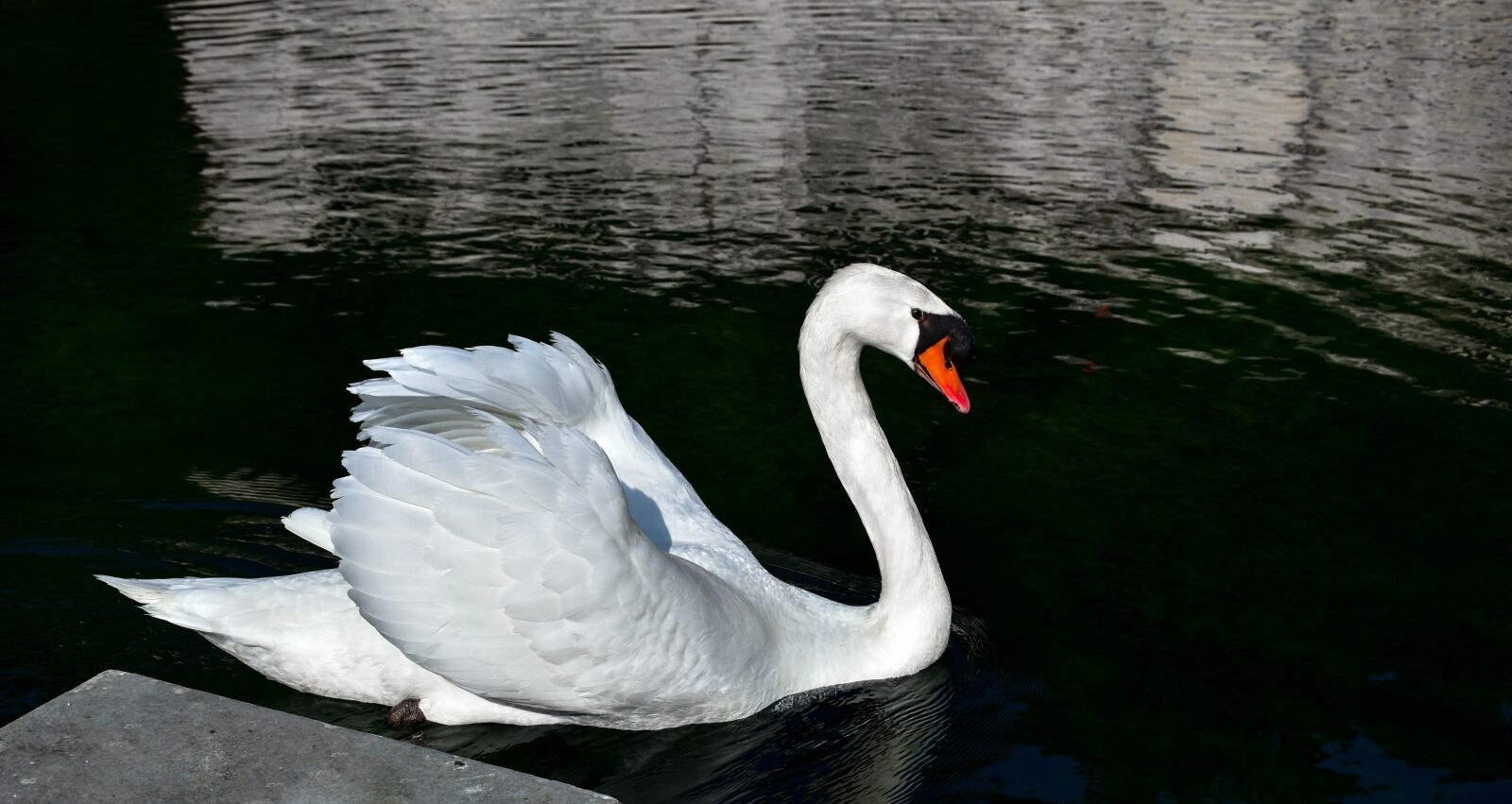 Nikon D5500 sample photo. Swan, body of water photography