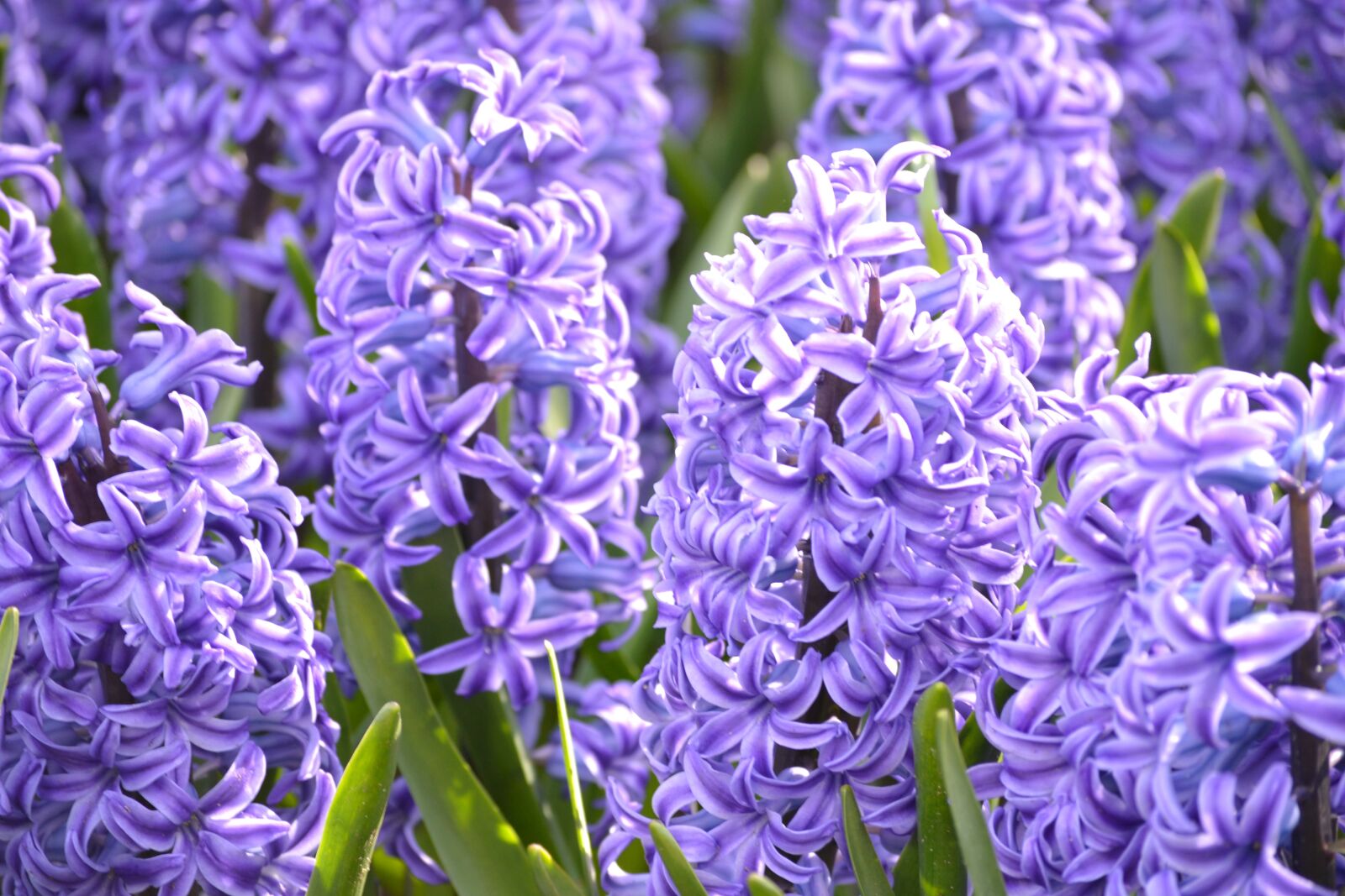 Nikon D3100 sample photo. Keukenhof, flowers, holland photography