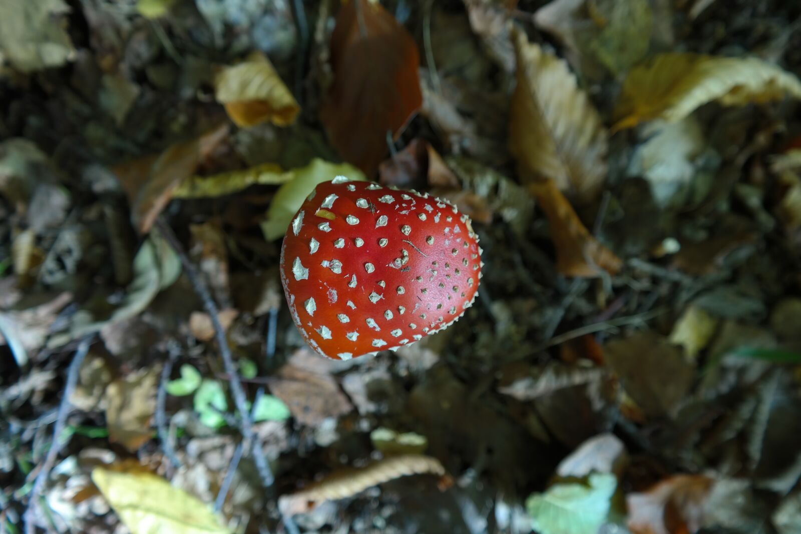 Samsung NX300 sample photo. Fly agaric, mushroom, toxic photography