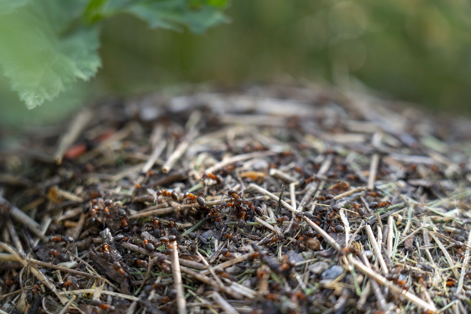 Sony a7 III sample photo. Ants, anthill, nature photography